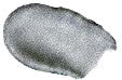 MC-2112 Super Bright Metallic Silver